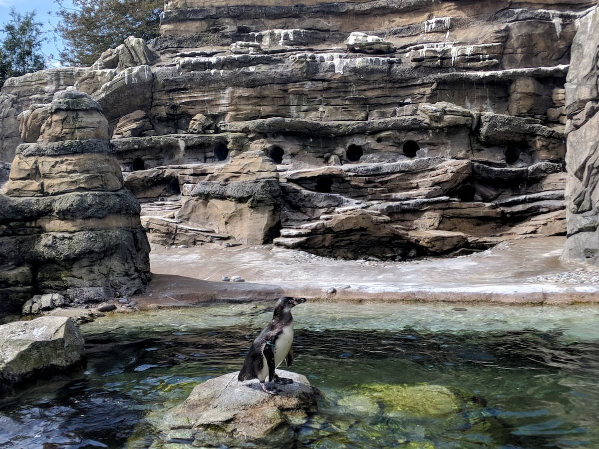 Penguins at Woodland Park Zoo in Seattle